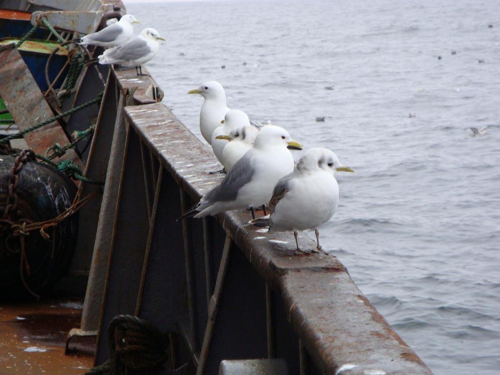 чайки, бакланы, на борту судна.